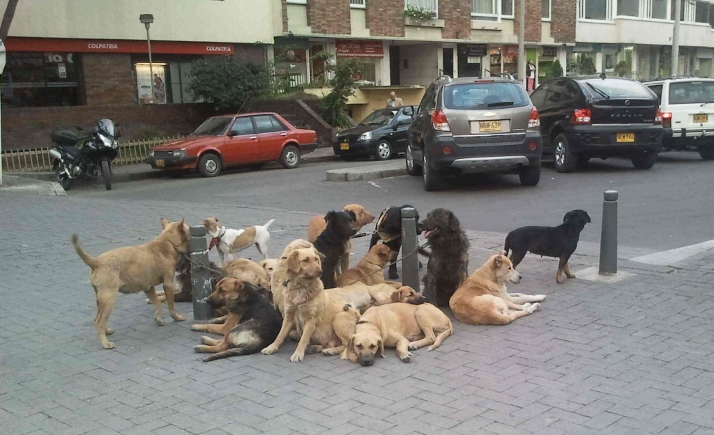 Hunde-in-Bogota